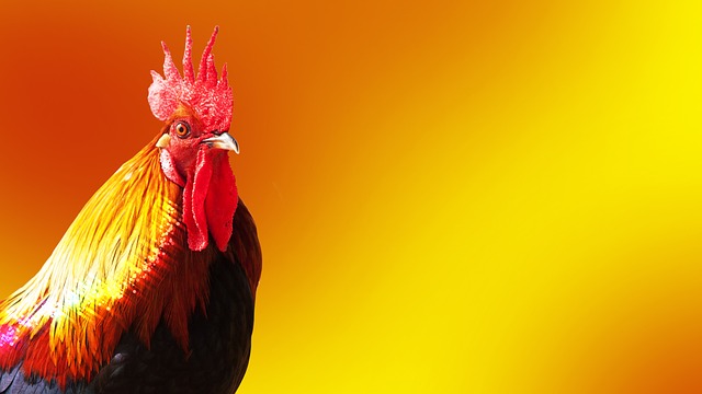 cock-1971204_640.jpg