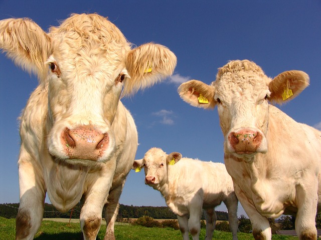 cows-1029077_640.jpg