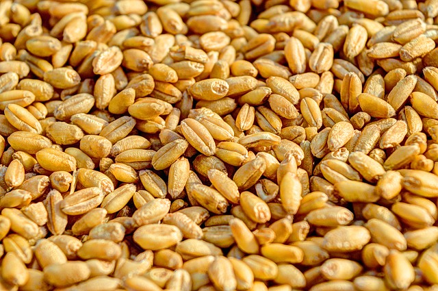 wheat-381848_640.jpg